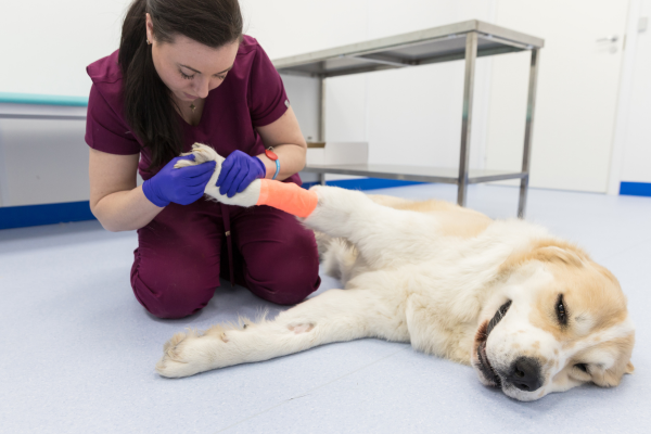 Veterinář kontroluje zraněnou tlapku psa